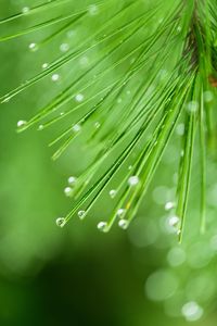 Close-up of raindrops on leaf