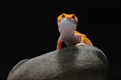 Close-up of crab on rock against black background