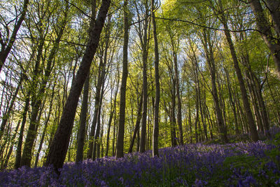 Trees and plants growing in forest