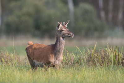 Side view of a reptile on field
