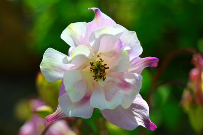 Close-up of flower blooming outdoors