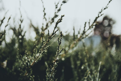 Close-up of plants growing against sky during winter