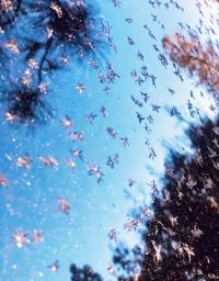 Low angle view of trees against blue sky