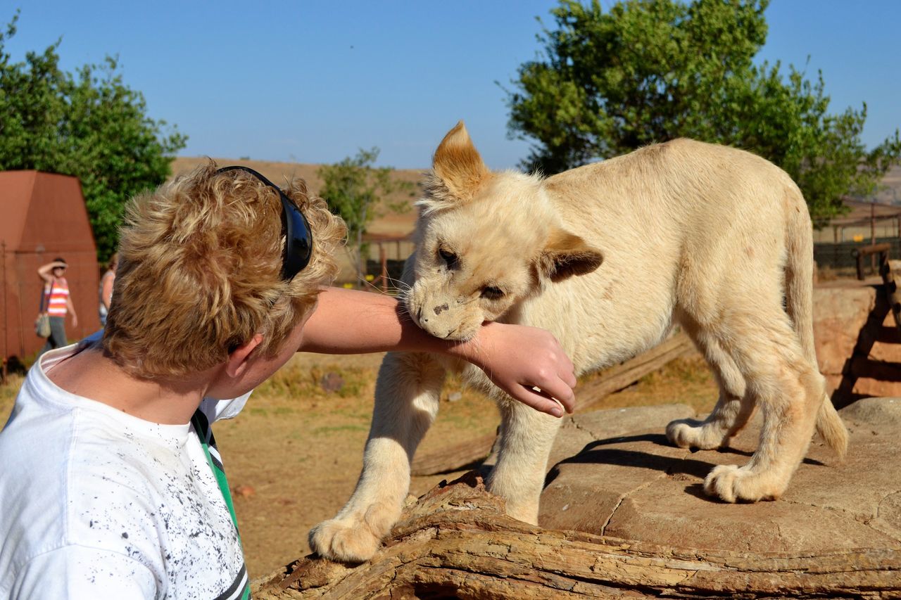 Cub biting softly