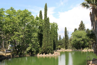 Panoramic view of trees with lake in background