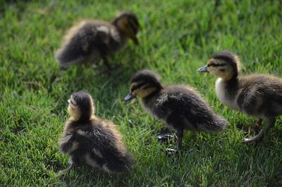 Close-up of a duckling