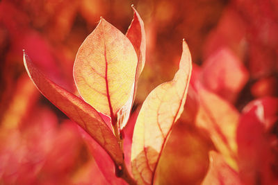 Close-up of red maple leaves