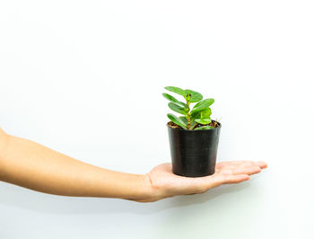 Close-up of hand holding leaf over white background