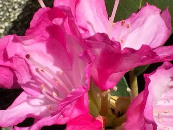 Close-up of pink flower blooming outdoors