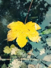 Close-up of yellow butterfly on plant