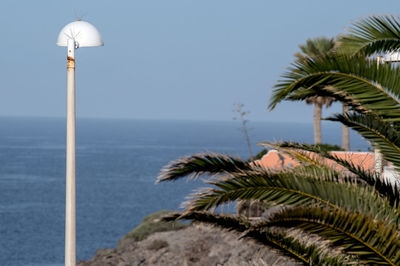 Palm tree by sea against clear sky