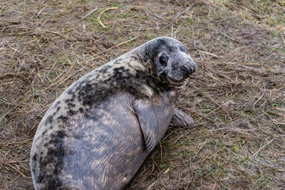 Portrait of an animal