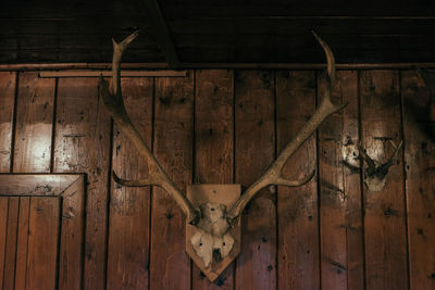 Antler on wooden wall