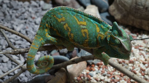 Close-up of a lizard on a tree