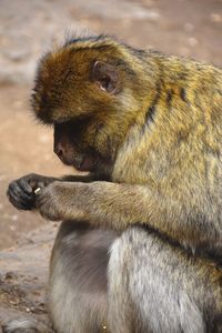 Close-up of monkey eating