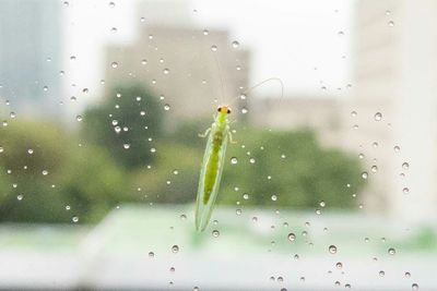 Close-up of water drops on leaf