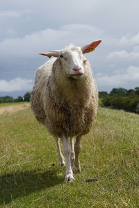 Sheep standing in a field on dyke