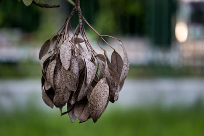 Close-up of dry leaf hanging on tree