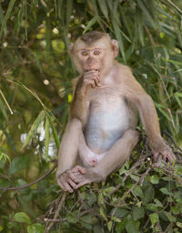 Lion sitting on tree