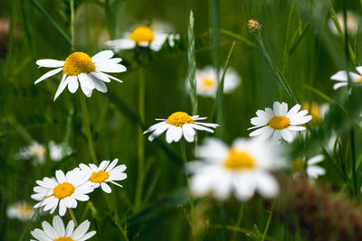 Close-up of white daisy flowers on field