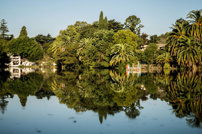 Reflection of trees in calm lake