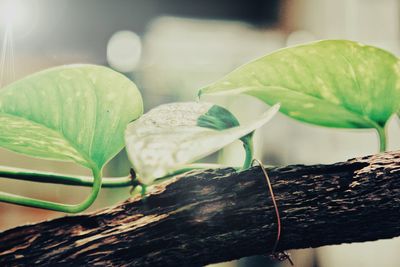 Close-up of fresh green plant