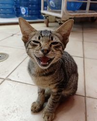 Portrait of cat sitting on footpath