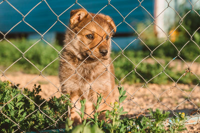 Dog on field seen through chainlink fence