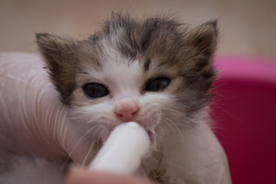 Close-up portrait of white kitten