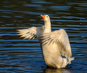 Close-up of duck on lake