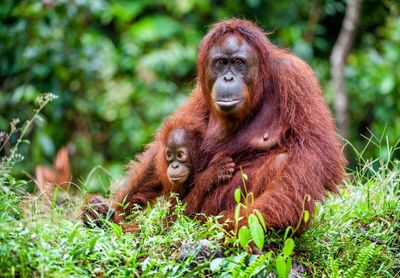 Monkeys in a forest