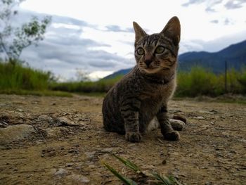 Portrait of tabby cat on field