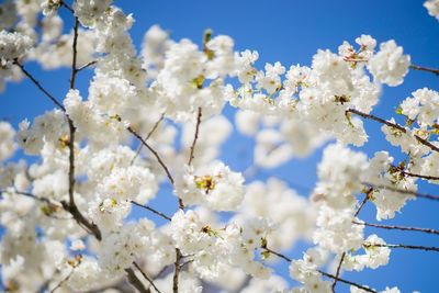 Low angle view of cherry blossoms in spring