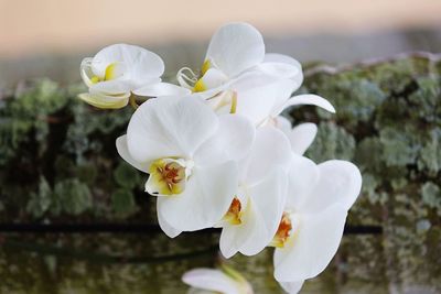 Close-up of white cherry blossoms