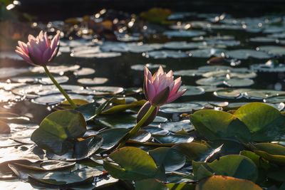 Close-up of pink water lily in lake