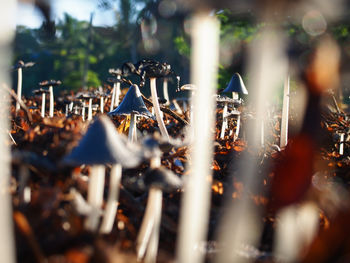 Close-up of plants on field