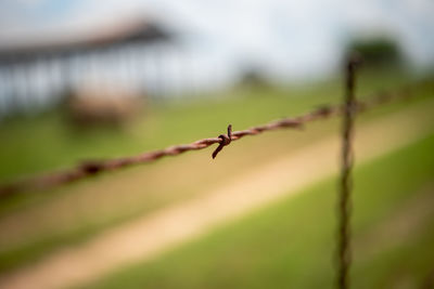 Close-up of barbed wire on plant