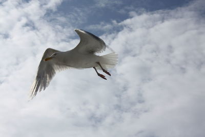 Low angle view of seagull flying against sky