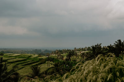 Scenic view of field against sky