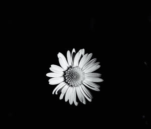 Close-up of flower against black background