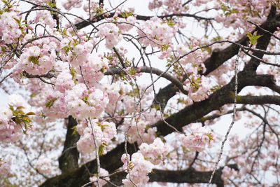 Low angle view of cherry blossoms on tree