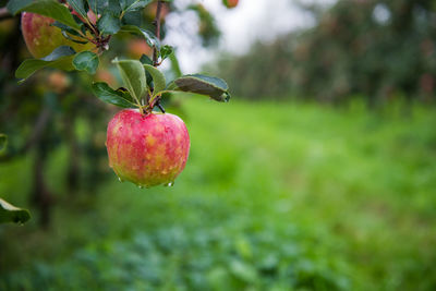 Close-up of apple growing on plant at field
