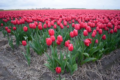 Close-up of tulips growing in field