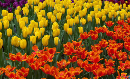 Full frame shot of orange tulips