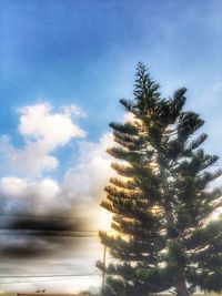 Tree by sea against sky