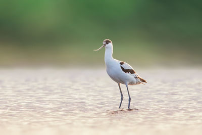 Seagull perching on a land