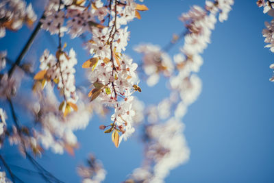 Low angle view of apple blossoms in spring