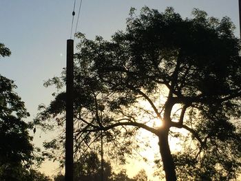 Low angle view of trees at sunset