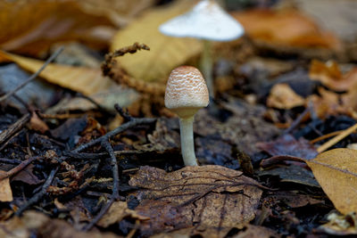 mushroom