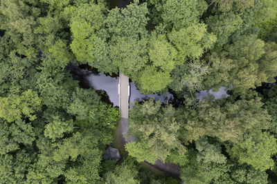 High angle view of trees in forest